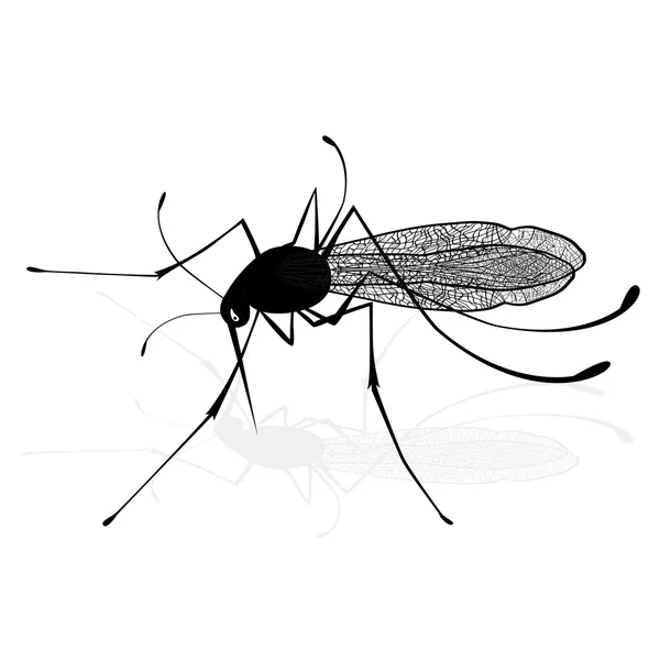 Hmyz realistický komár komára. Mosquito silueta. Mosquito izolovaných na bílém pozadí. Vektorové ilustrace skica — Stockový vektor