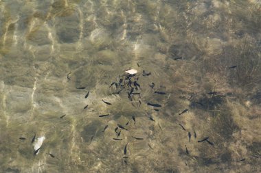 Balık için ayak tedavi fotoğraf