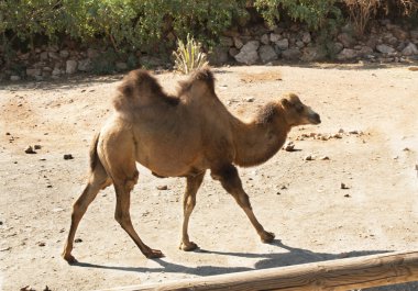 ayakta bactrian deve (camelus bactrianus)