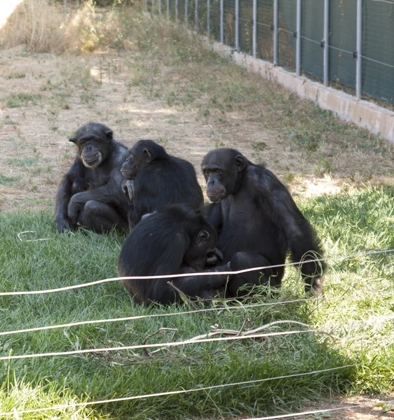 Rodina sedí na nějaké zelené trávě, příbuzní šimpanzi — Stock fotografie