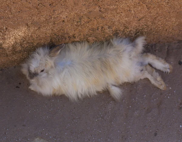 Rabbit laying on the ground photo — Stock Photo, Image