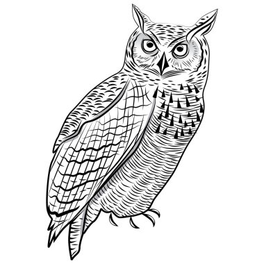 Baykuş birdn baş sembolü maskot veya amblem tasarımı, logo vektör çizim için t-shirt dövme tasarım için.