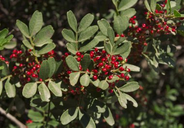 Shrub with lot of red berries on branches photo, mediterranean mastic bush pistachio on the tree clipart