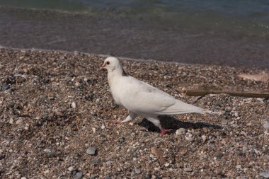 Denize yakın beyaz güvercin