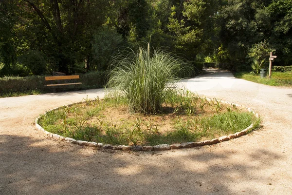 Pampas grass on flowerbed photo of central park in Athens, Greece — Stock Photo, Image