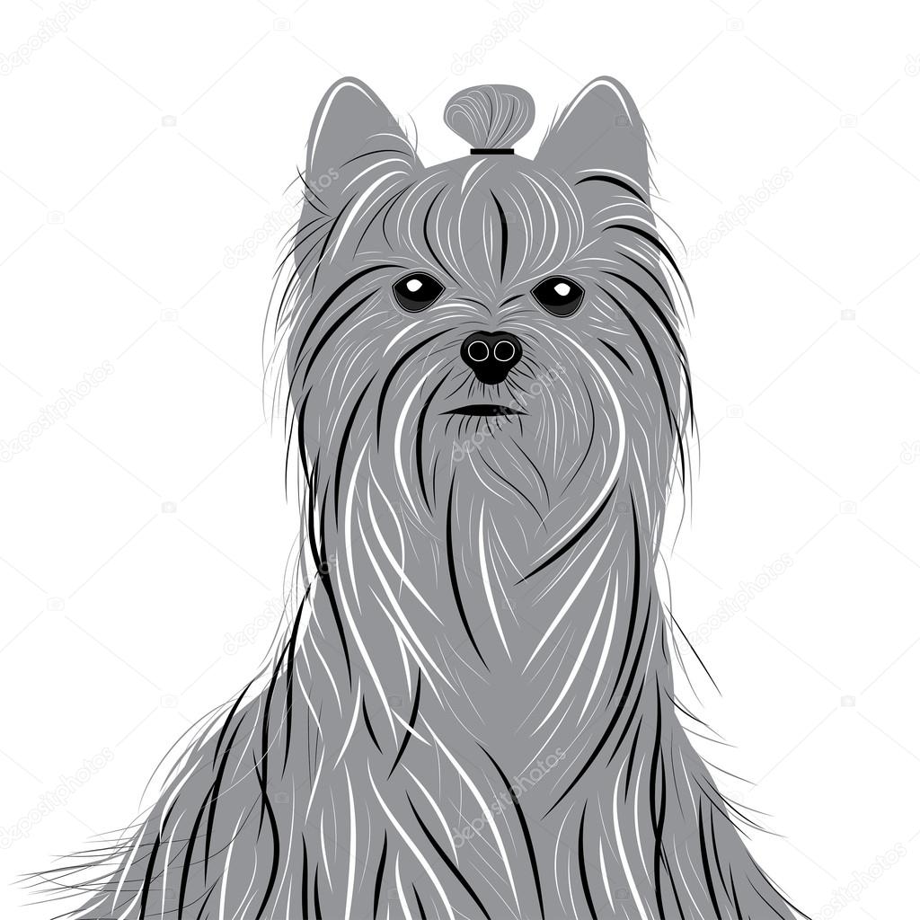 Dog yorkshire terrier vector portrait of a Domestic Dog. Cute animal head.