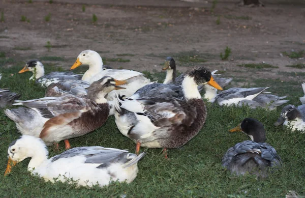 Birds ducks are resting on a grass photo — Stock Photo, Image