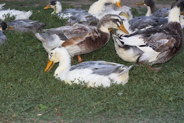 Птицы-утки отдыхают на травяной фотографии — стоковое фото