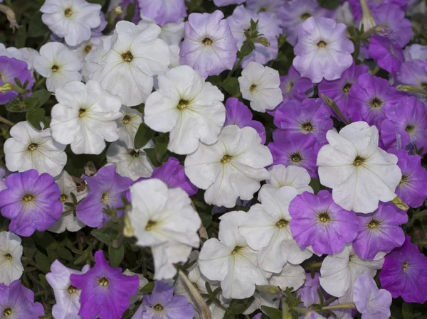 Roze en witte Petunia's bloemen — Stockfoto