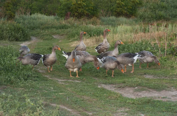 Geese ducks run across poultry yard a peaceful early summer night . Countryside scene with geese photo — Stock Photo, Image