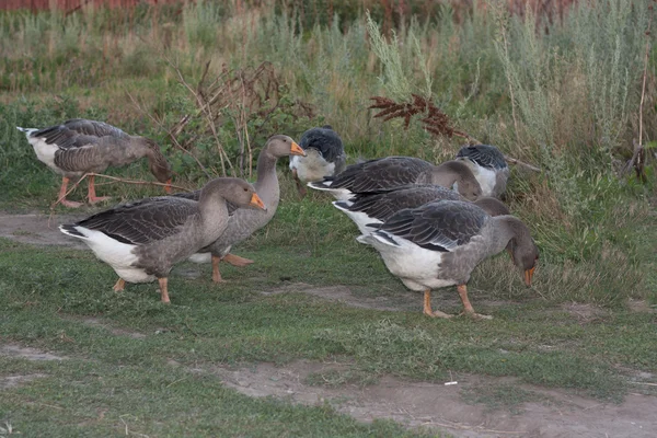 Geese ducks run across poultry yard a peaceful early summer night . Countryside scene with geese photo — Stock Photo, Image