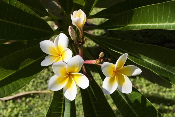 Plumeria flori fotografie — Fotografie, imagine de stoc