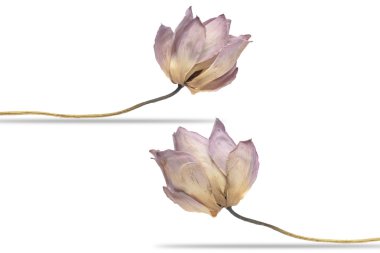 beyaz izole lotus, lotus çiçeği, Kuru. Kırpma yolu ile