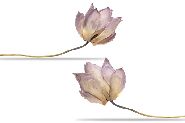 Сухой лотос, цветок лотоса, изолированный на белом. С обрезанием пути — стоковое фото