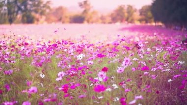 Bahçede çiçek açan kozmos çiçekleri