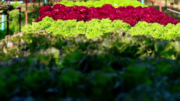 La verdura hidropónica se planta en un jardín . — Vídeo de stock