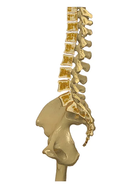 Lombar Spine Spine Rendering Image Sagittal View Rendering Caminho Recorte — Fotografia de Stock