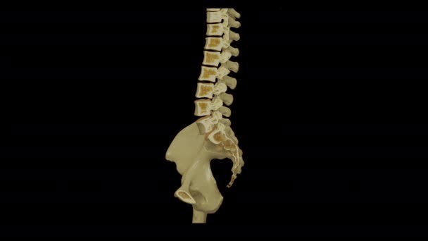 Lumbar Spine Rendering Patient Back Pain — Stock Video
