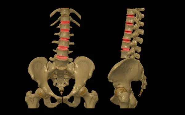 Ct腰椎或L S脊柱3D渲染图像Ap和侧视 3D插图 — 图库照片