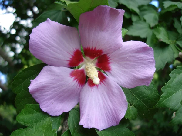 Bir leylak hibiscus çiçek — Stok fotoğraf