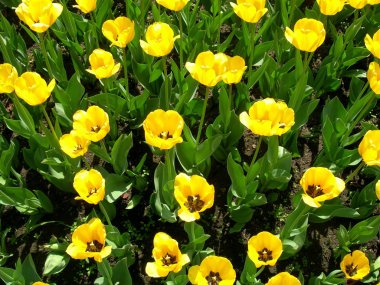 Sarı Lale çiçeği