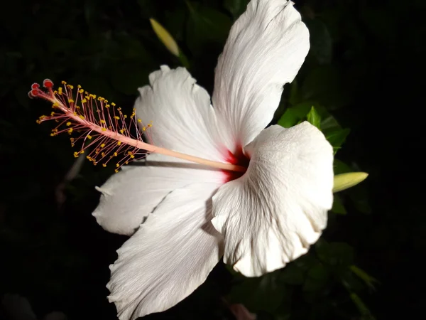 Witte hibiscus nachts — Stockfoto