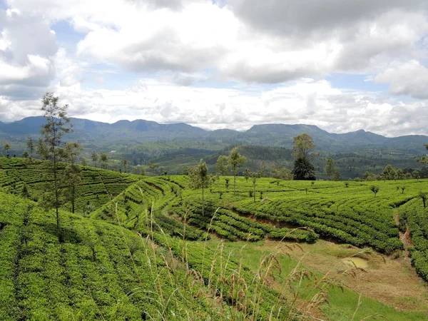 Plantações de chá em Nuwara Elia — Fotografia de Stock