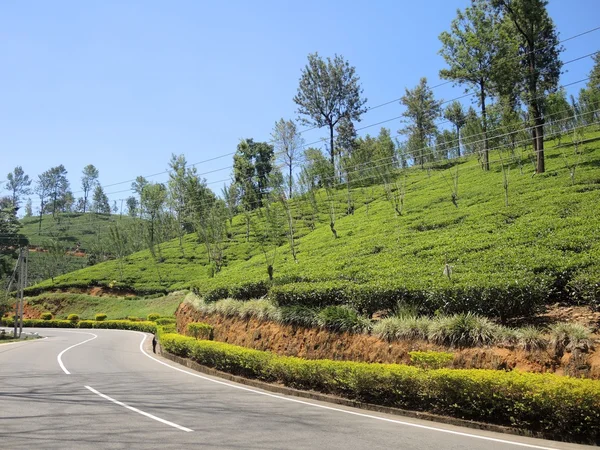 Plantações de chá em Nuwara Eliya — Fotografia de Stock