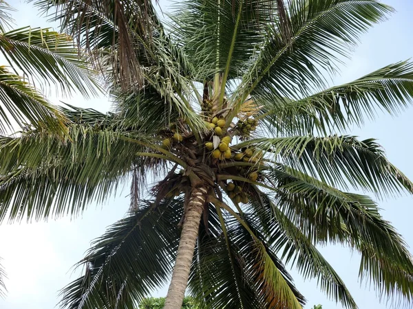 Top de palmeras en el cielo — Foto de Stock