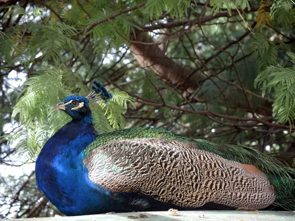 Tavus kuşu bir dinlenme gölgede vardır. — Stok fotoğraf