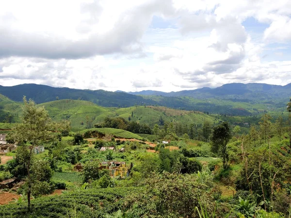 Tea plantations in Nuwara Elia — Stock Photo, Image