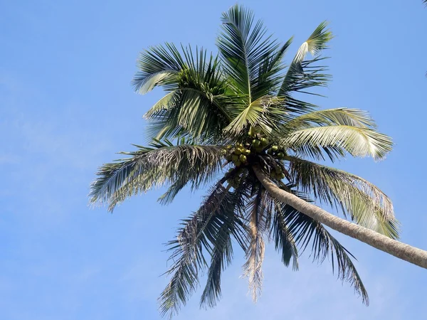 Palma da cocco nel cielo — Foto Stock