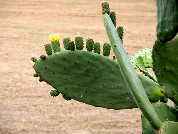 Buah-buahan dari kaktus — Stok Foto