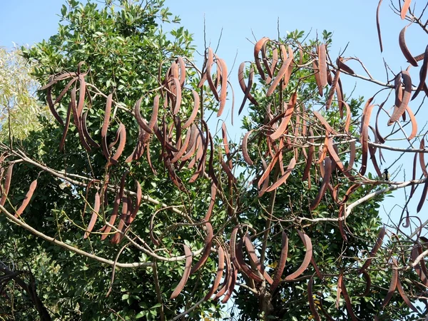 Эвергриновое рожковое дерево — стоковое фото