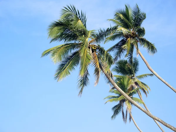 Palme da cocco nel cielo — Foto Stock