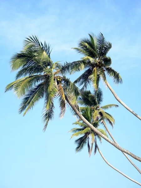 Palme da cocco nel cielo — Foto Stock