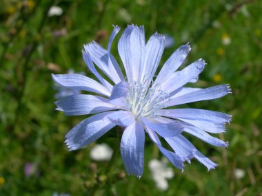 Güneşli bir günde hindiba çiçekleri