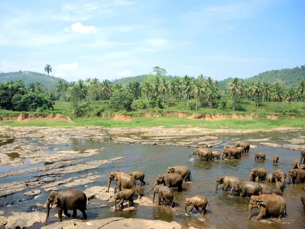 Elephants have come to bathe — Stock Photo, Image