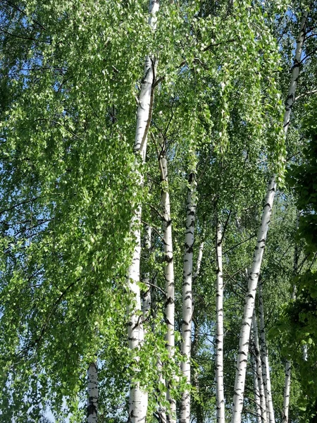 Birch in summer day — Stock Photo, Image