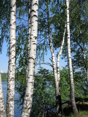 Yaz günü huş ağacı