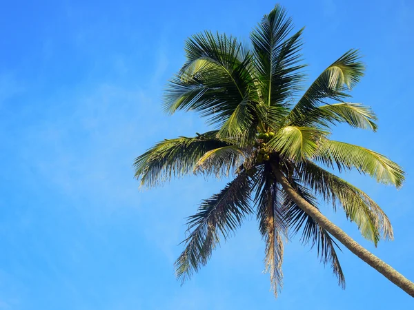 Coconut palm in the sky Stock Picture