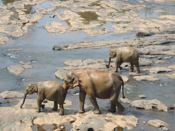 Elephants on the river — Stock Photo, Image