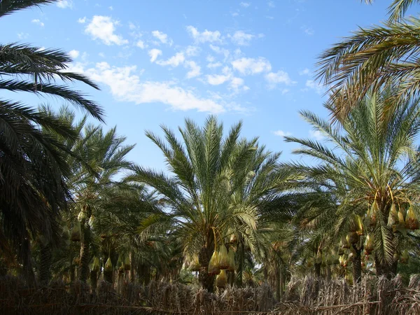 Date palm trees Royalty Free Stock Photos