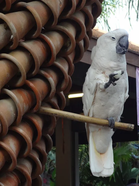 Grande cacatua blockly — Fotografia de Stock