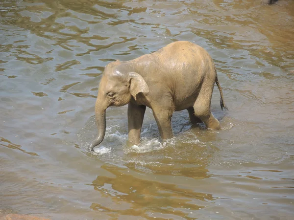 Elephant on the river — Stock Photo, Image