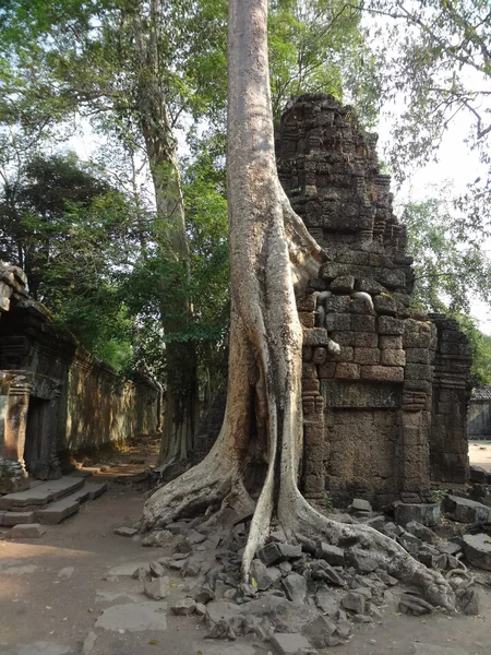 Ta prohm, Kambodja — Stockfoto