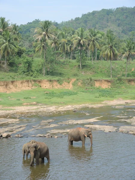 Elefantenwaisenhaus in Pinnawala — Stockfoto