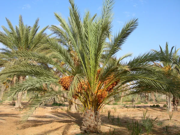 La palmera datilera — Foto de Stock