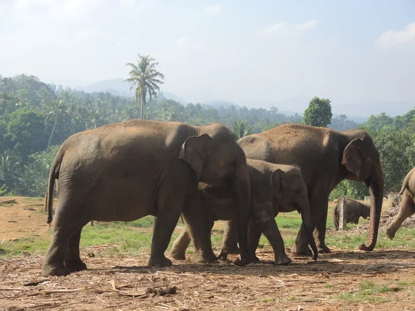 Pinnawala, Sri-Lanka — Stock Photo, Image