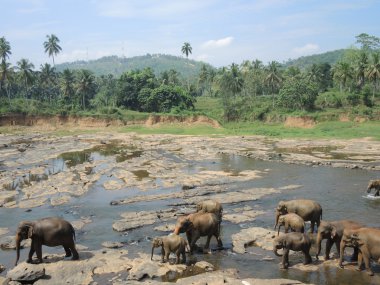 pinnawela, Σρι Λάνκα